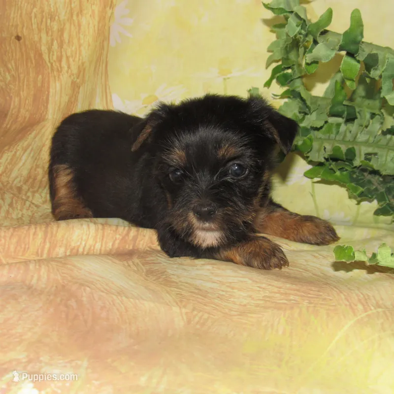 Benny – Lhasa Apso, Silky Terrier puppy for sale in Madison, SD