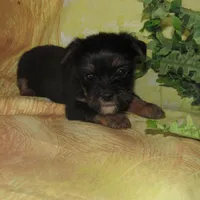 Benny, a male Lhasa Apso and Silky Terrier for sale in Madison, SD – Photo 3 of 3