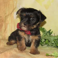 Benny, a male Lhasa Apso and Silky Terrier for sale in Madison, SD – Photo 4 of 7