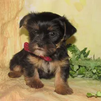 Benny, a male Lhasa Apso and Silky Terrier for sale in Madison, SD – Photo 2 of 7