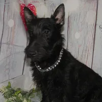 Paulina, a female Scottish Terrier for sale in Madison, SD – Photo 8 of 10