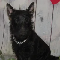 Paulina, a female Scottish Terrier for sale in Madison, SD – Photo 7 of 10