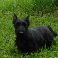 Paulina, a female Scottish Terrier for sale in Madison, SD – Photo 1 of 10