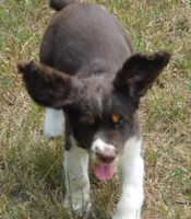 Sammy, a male English Springer Spaniel for sale in Madison, SD – 5 of 8
