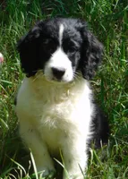 Mora , a female English Springer Spaniel for sale in Madison, SD – 4 of 5