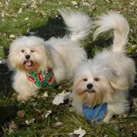 Murphy, a male Lhasa Apso for sale in Madison, SD – Photo 4 of 10