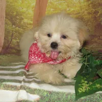 Murphy, a male Lhasa Apso for sale in Madison, SD – Photo 5 of 10