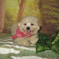 Murphy, a male Lhasa Apso for sale in Madison, SD – Photo 10 of 10