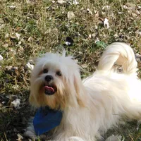 Murphy, a male Lhasa Apso for sale in Madison, SD – Photo 1 of 10