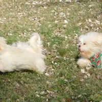Murphy, a male Lhasa Apso for sale in Madison, SD – Photo 2 of 10