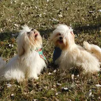 Murphy, a male Lhasa Apso for sale in Madison, SD – Photo 3 of 10