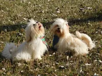 processed/7f721c81-e09d-43fc-a7bb-220ba64ba5e6/listing/42008b6b-4e81-4cb7-a115-734482945170/99ad05d5-b34a-41a4-810d-289bdc751f34