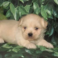 Murphy, a male Lhasa Apso for sale in Madison, SD – Photo 9 of 10