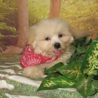 Murphy, a male Lhasa Apso for sale in Madison, SD – Photo 8 of 10