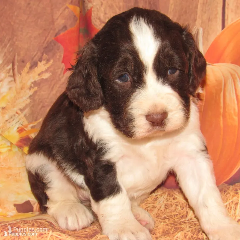 Sally – English Springer Spaniel puppy for sale in Madison, SD