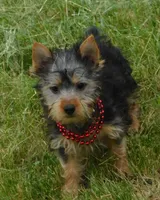 June Bug, a female Silky Terrier for sale in Madison, SD – 3 of 10