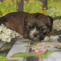 Fancy, a female Lhasa Apso for sale in Madison, SD – 3 of 4