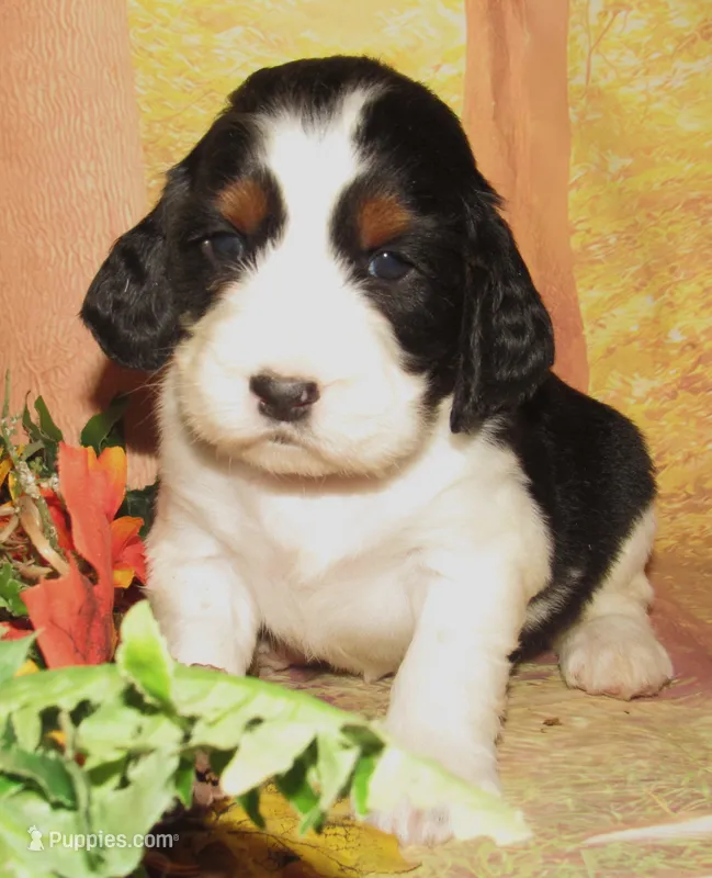 Ella – English Springer Spaniel puppy for sale in Madison, SD