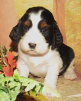 Ella, a female English Springer Spaniel for sale in Madison, SD – 1 of 3