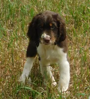 Sammy, a male English Springer Spaniel for sale in Madison, SD – 2 of 8