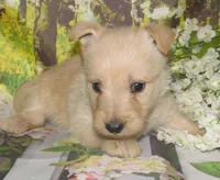 Betsy, a female Scottish Terrier for sale in Madison, SD – 5 of 8