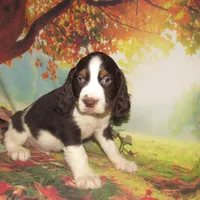 Evan, a male English Springer Spaniel for sale in Madison, SD – Photo 8 of 8