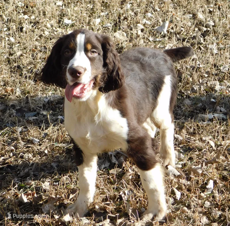 Evan – English Springer Spaniel puppy for sale in Madison, SD