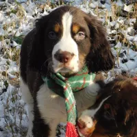 Evan, a male English Springer Spaniel for sale in Madison, SD – Photo 3 of 8