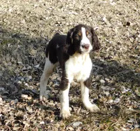 Evan, a male English Springer Spaniel for sale in Madison, SD – Photo 2 of 8