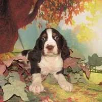 Evan, a male English Springer Spaniel for sale in Madison, SD – Photo 6 of 8
