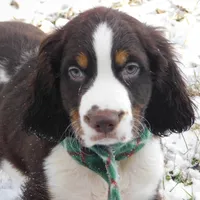 Evan, a male English Springer Spaniel for sale in Madison, SD – Photo 5 of 8