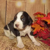 Evan, a male English Springer Spaniel for sale in Madison, SD – Photo 7 of 8