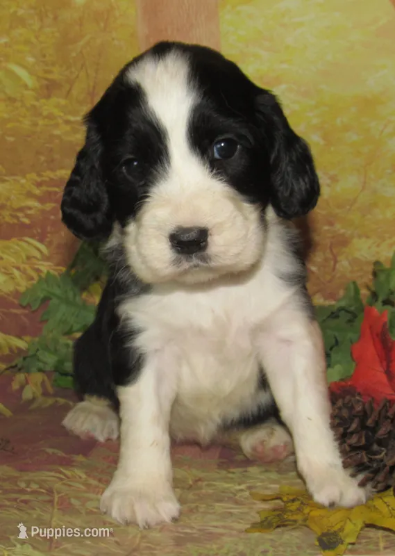 Elvira – English Springer Spaniel puppy for sale in Madison, SD