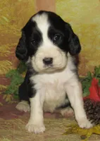 Elvira, a female English Springer Spaniel for sale in Madison, SD – 1 of 3