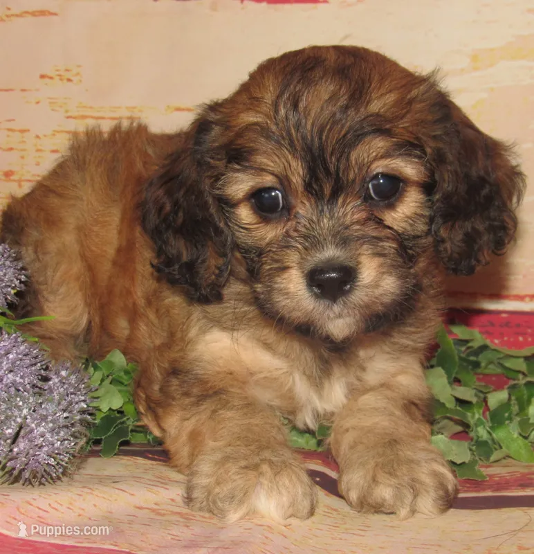 Cathy – Cavachon puppy for sale in Madison, SD
