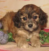 Cathy, a female Cavachon for sale in Madison, SD – 1 of 6