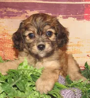 Cathy, a female Cavachon for sale in Madison, SD – 4 of 6
