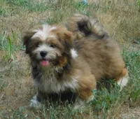 Jamie, a male Lhasa Apso for sale in Madison, SD – 6 of 7