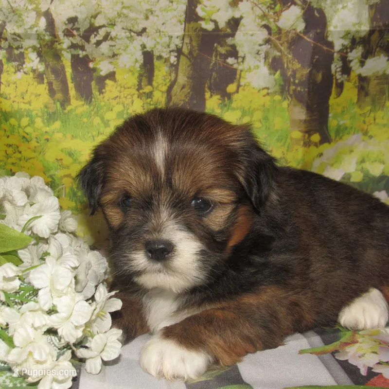 Joy – Lhasa Apso puppy for sale in Madison, SD