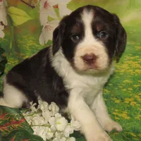 Sylvia, a female English Springer Spaniel for sale in Madison, SD – 1 of 4