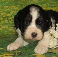 Sylvia, a female English Springer Spaniel for sale in Madison, SD – 2 of 3