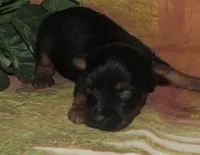 Hudson, a male Silky Terrier for sale in Madison, SD – 4 of 5