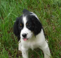 Scrappy, a male English Springer Spaniel for sale in Madison, SD – 4 of 7