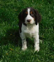Walter, a male English Springer Spaniel for sale in Madison, SD – 2 of 10