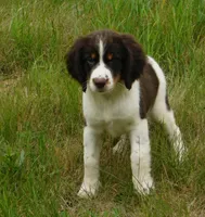 Sassy, a female English Springer Spaniel for sale in Madison, SD – 5 of 8