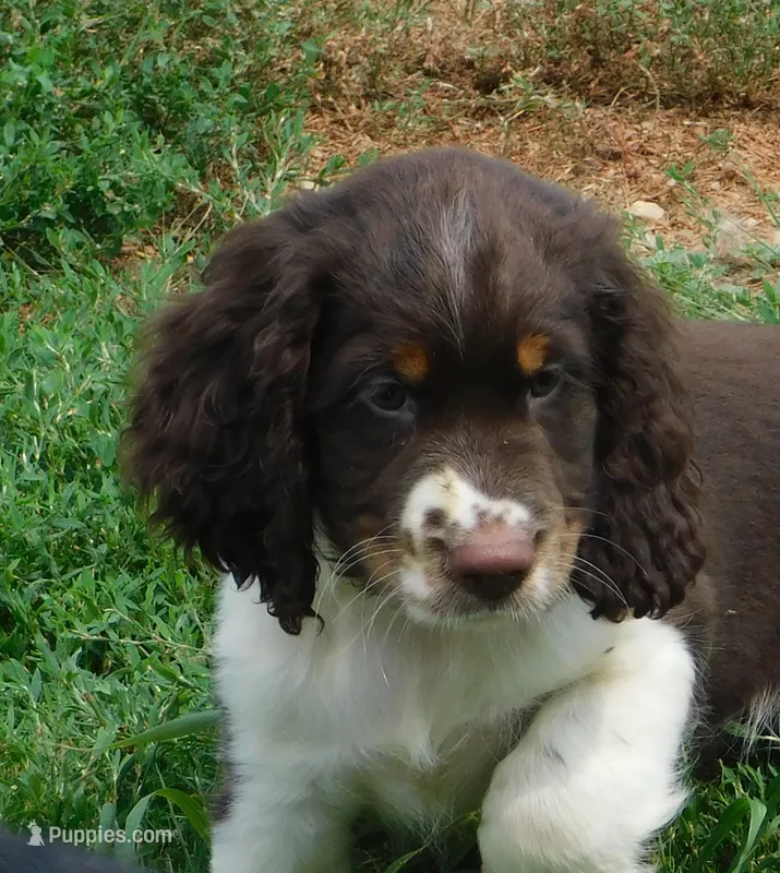 Sammy – English Springer Spaniel puppy for sale in Madison, SD