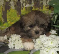 Fancy, a female Lhasa Apso for sale in Madison, SD – 8 of 8