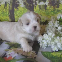 Baby, a female Lhasa Apso for sale in Madison, SD – 4 of 6