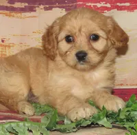 Colby, a male Cavachon for sale in Madison, SD – 1 of 4