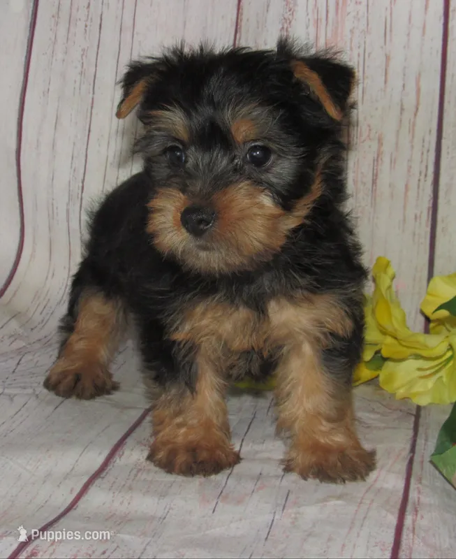 June Bug – Silky Terrier puppy for sale in Madison, SD